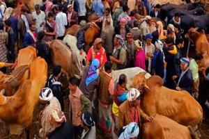 مليشيا الحوثي تستهدف أسواق المواشي وترفع أسعار الأضاحي قبل العيد بكثرة الجبايات