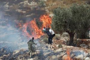 مستوطنون يحرقون محاصيل زراعية في دوما جنوب نابلس
