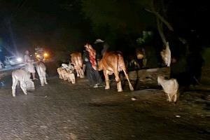 الهجرة الدولية: ارتفاع النازحين في اليمن إلى نحو 94 ألف شخص جراء استمرار النزاع