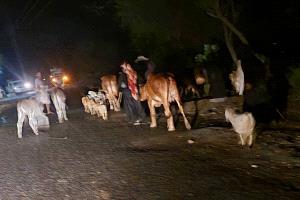 الوحدة التنفيذية: نزوح 17,852 أسرة خلال النصف الأول من سبتمبر